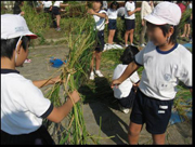 共通の体験、米作り