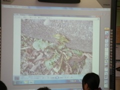 デジタルカメラで撮った映像をスターボードに写している場面